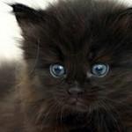 Chaton