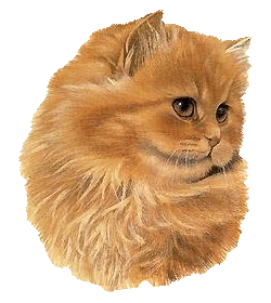 L'histoire du chat